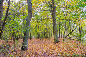 Naklejka premium Forest on an autumn day