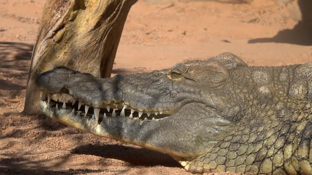 Crocodile slams the mouth close up
