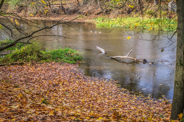 Swider river in Masovia, Poland in autumn