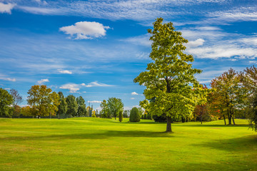Fototapeta na wymiar Green grass field in a beautiful park