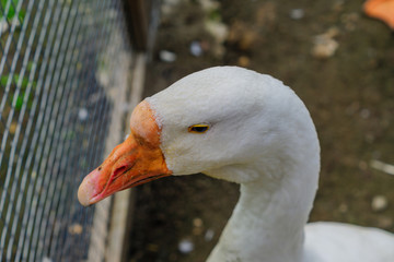 close up of white goose head portrait with orange beak