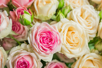 Close up of bouquet of blooming roses. pastel colors