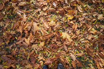 Strukturen auf einer mit herbstlichem Laub bedeckten  Wiese und den Schuhen des Fotografen