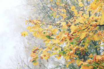 Plakat autumn leaves in the forest