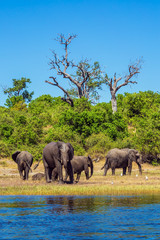 Fototapeta na wymiar Watering in the Okavango River