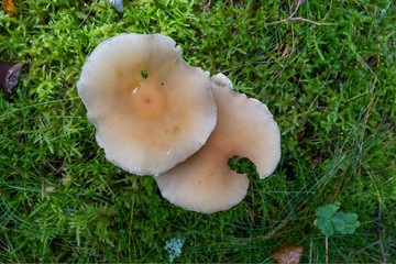 champignons sur un tapis de mousse 8