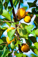 Fresh, organic, ripe apricots on the branch