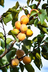 Fresh, organic, ripe apricots on the branch