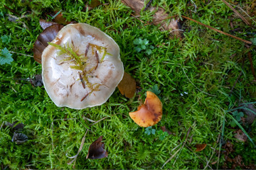 champignons sur un tapis de mousse 9