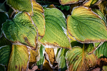 green leafs Sweden
