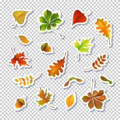 Autumn leaves vector illustrations set