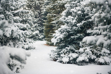 Beautiful winter landscape with snow covered trees