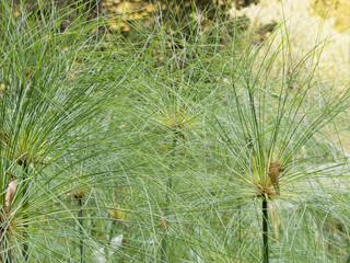 (Cyperus papyrus) Papyrus du nil ou jonc du Nil aux feuilles lisses, vert jade disposées en...