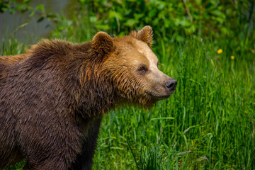 Braunbeer