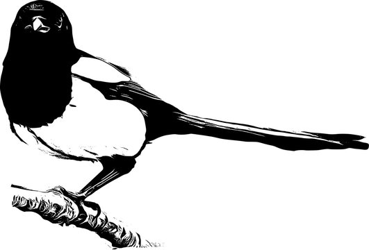 Magpie, bird