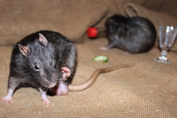  Rat in a funny pose. In the background is another rat, a glass, a piece of cucumber and a bottle.
