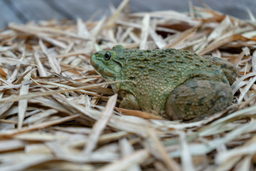 Close up of big frog on leaf pile