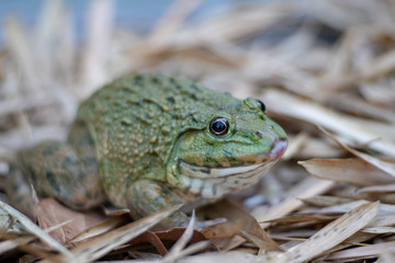 Close up of big frog on leaf pile