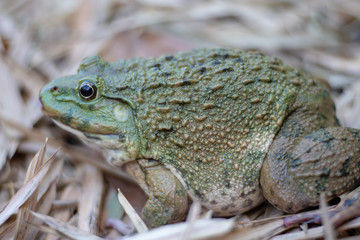 Close up of big frog on leaf pile