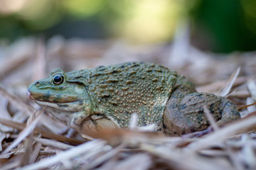 Close up of big frog on leaf pile