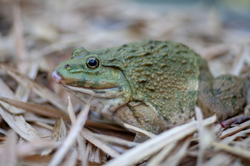 Close up of big frog on leaf pile
