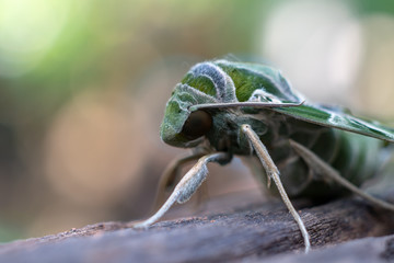 Close up of green night butterfly on the old wood 