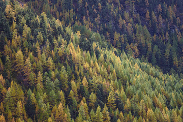 Yellow and orange colored Larch forest in autumn.