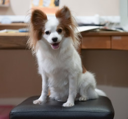 Cute dog. A pure breed dog sitting on a chair, Continental Toy Spaniel Papillon or known as butterfly ears dog.