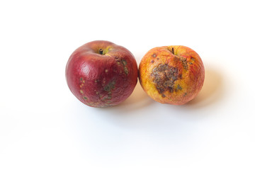 Ugly apples. Two red and yellow spoiled apples isolated on a white background. Trendy ugly food concept. The problem of food waste.