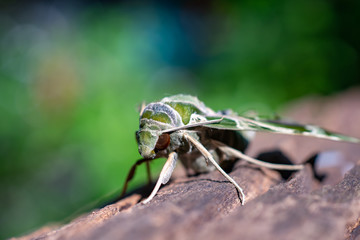 Close up of green night butterfly on the old wood 