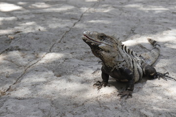Ctenosaura similis, black spiny-tailed iguana native to Mexico with red mouth after eating showing...