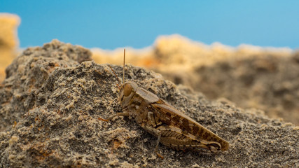 Grashüpfer Kurzfühlerschrecken
