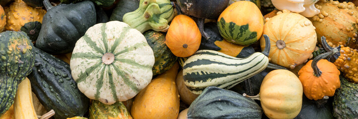 Panoramic background with many different colored pumpkins. Autumn background