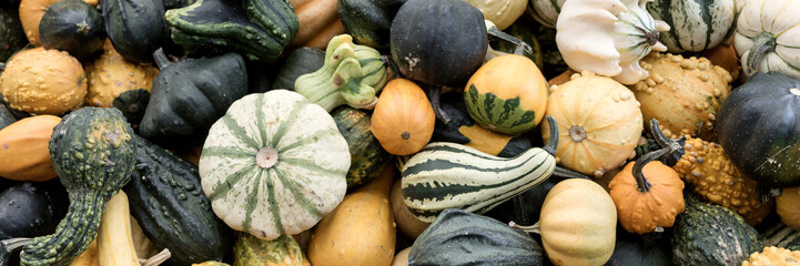 Panoramic background with many different colored pumpkins. Autumn background