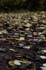 fallen leafs on the road in forest