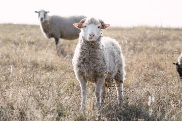 Funny sheep portrait. Agricultural, countryside life, domestic animals, nature concept. Flock of sheep grazes at meadow.