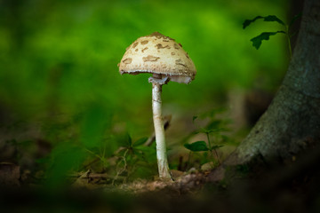 Little mushroom in the forest