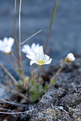 flowers in the greenlandic tundra - flora and fauna in the disko bay - summer, July