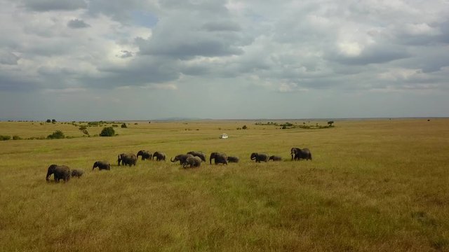 Family of elephants in Masai Mara, Kenya. 4K Video