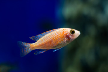 Lake malawi tropical cichlid fish, colorful fish