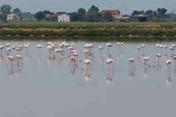 Cervia - Italien - Flamingos