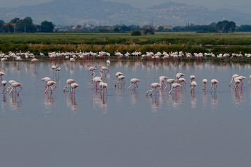Cervia - Italien - Flamingos