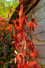 Red Virginia creeper climbing up on old wooden wall