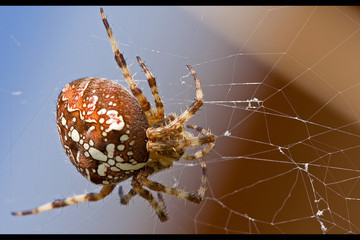 Kreuzspinne