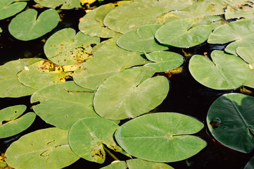 water lily in pond