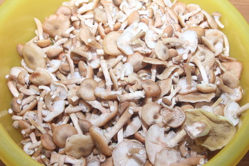 texture of mushrooms mushrooms collected and cleaned