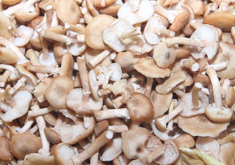 texture of mushrooms mushrooms collected and cleaned