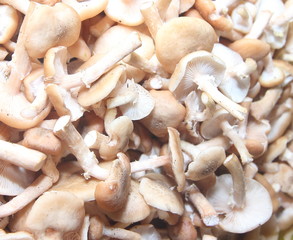 texture of mushrooms mushrooms collected and cleaned