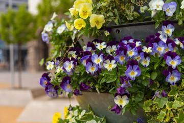 Flower pots with yellow and purple pansies, Sofia, Bulgaria.