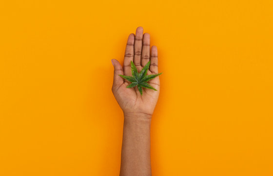Cannabis leaf in black woman's open palm over orange background